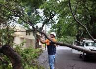 Caiu uma árvore próximo a sua casa? Veja qual órgão acionar