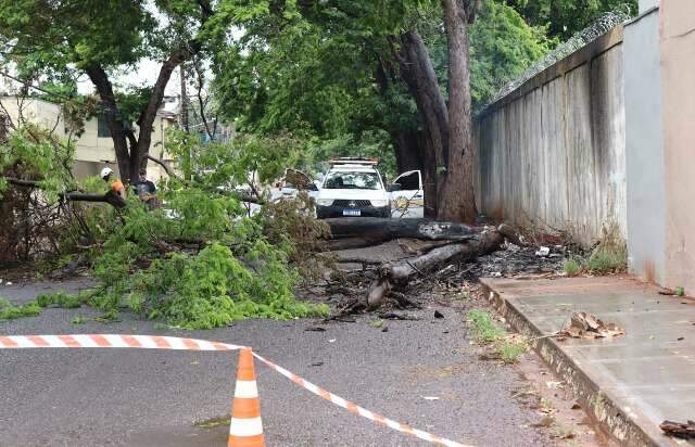 Inc&ecirc;ndio derruba &aacute;rvore sibipiruna e interdita rua do Bairro Amamba&iacute; 