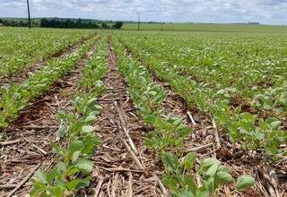 Lavoura de soja cultivada pelo sistema de plantio direto em MS. (Foto: Arquivo/Aprosoja-MS)