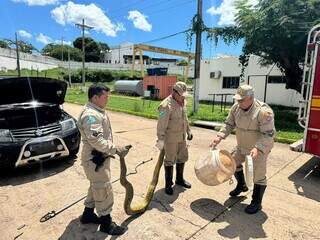 Corpo de Bombeiros faz captura de sucuri de 3 metros de comprimento na região central de Ladário (Foto: Divulgação)