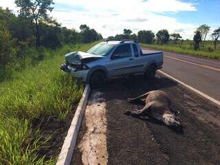 Colisão fatal: anta morreu após ser atropelada com um veículo na BR-262 (Foto: Icas/Divulgação)