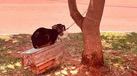 Sem &aacute;gua e ra&ccedil;&atilde;o, cachorro &eacute; amarrado em &aacute;rvore com &ldquo;focinheira&rdquo; de garrafa 