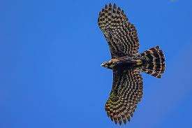 Pr&eacute;dio com quase 200 apartamentos pode atrapalhar rota de aves na Capital 