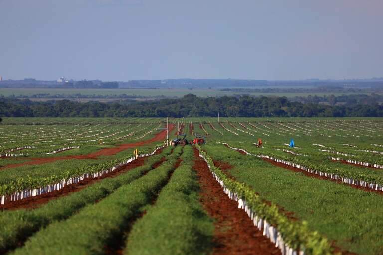 Campo Grande News