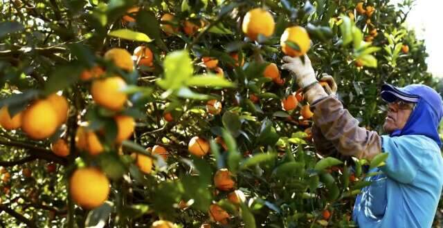 Riedel visita plantio de laranja de gigante do setor em Sidrol&acirc;ndia