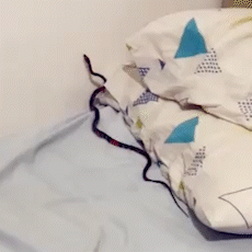 Mulher acorda com cobra subindo pelo pesco&ccedil;o: &quot;desesperador&quot;