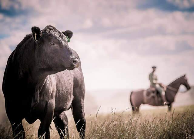 Plataforma re&uacute;ne maior banco de dados da cadeia produtiva da carne bovina