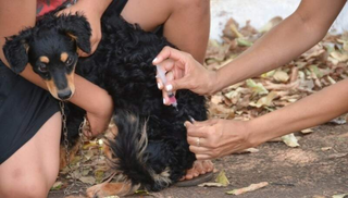 Cãozinho sem raça definida recebe dose de imunizante contra a raiva animal. (Foto: Arquivo/Campo Grande News)