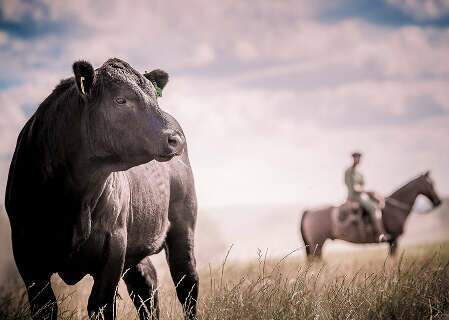 Nova plataforma reúne o maior banco de dados da cadeia produtiva da carne bovina