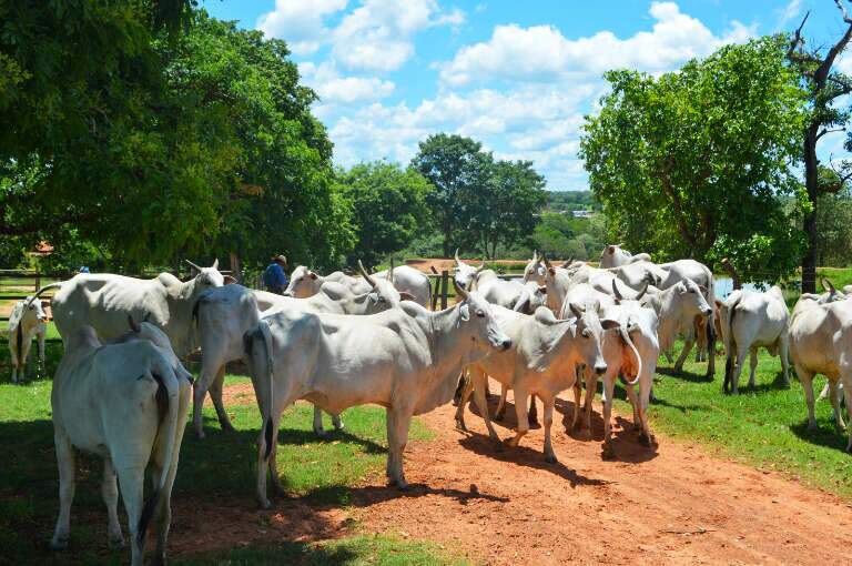 Campo Grande News