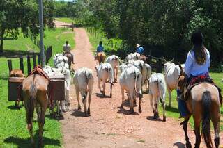 Ao final da cavalgada, os turistas são responsáveis por tocar o gado (Foto: Barbara Campiteli)