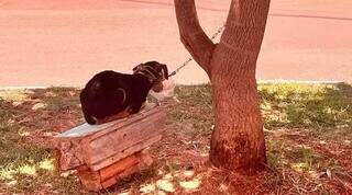 Cachorra acorrentado à árvore com fucinheira improvisada (Foto: Direto das Ruas)