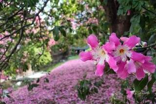 Ponto turístico da Capital, flores de paineira que floresce na Avenida Ricardo Brandão (Foto: Juliano Almeida)