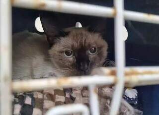 Gatinha esperando para passar por cirurgia após ser abandonada (Foto: Reprodução)