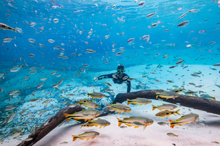 Mergulhador entre os peixes no Recanto ecológico Rio da Prata (Foto: Julius Dadati)