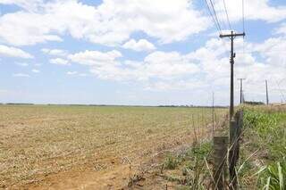 Atualmente, a área está com plantação de soja e deve dar espaço ao complexo imobiliário (Foto: Paulo Francis)