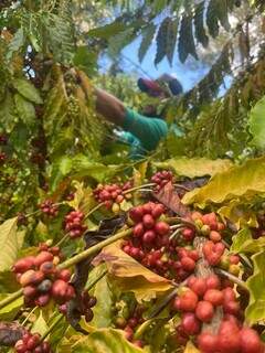 Agora, plantação de café segue com as filhas de Raimundo. (Foto: Arquivo pessoal)