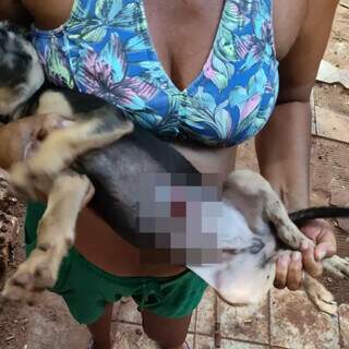 Cachorro perdeu muito sange e precisou ser atendido com urgência (Foto: Direto das Ruas )