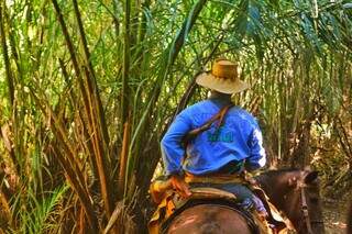 Na imagem, palmeira do acuri que cresceu em fazenda no Pantanal (Foto: Barbara Campiteli)