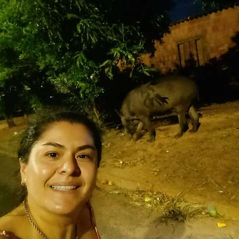 Moradora do Taquaral Bosque flagra anta &quot;bem mansinha&quot; comendo manga