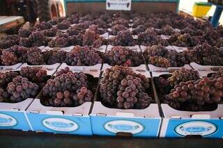 Caixas e mais caixas de uvas à venda por preço especial na Estância Angélica. (Foto: Paulo Francis)