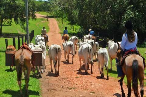 Das regras à fibra do caraguatá, o quanto você conhece o Pantanal? 