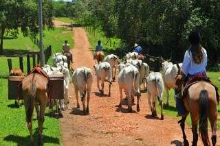 De regras de peão a fibra do caraguatá, quanto você conhece o Pantanal? (Foto: Barbara Campiteli)