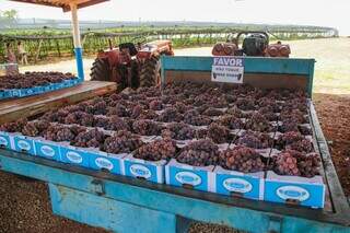 As caixas de 2 kg da variedade niágara rosada estão à venda por apenas R$ 50. (Foto: Paulo Francis)