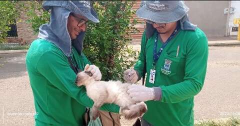 Unidades de saúde vão receber cães e gatos para vacinação antirrábica