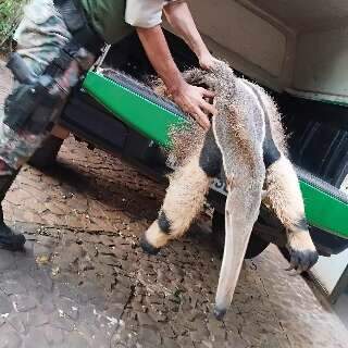 PMA resgata tamanduá-bandeira atropelado em Glória de Dourados