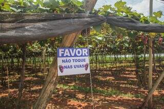 Principal pedido é que ninguém toque nas uvas. (Foto: Paulo Francis)