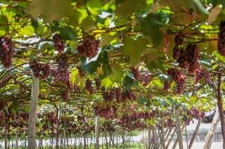 As uvas da variedade Niágara rosada, conhecidas por seu sabor adocicado, são retiradas das parreiras a todo momento. (Foto: Paulo Francis)