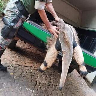 Tamanduá-bandeira atropelado na caçamba de veículo da PMA (Foto: Divulgação) 