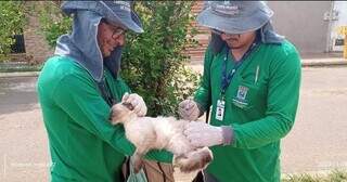 Agentes do CCZ vacinando gato em visita (Foto: Sesau/Divulgação)