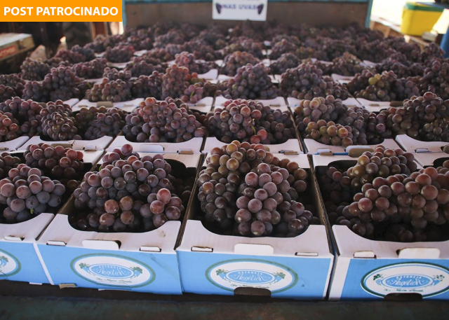 As uvas mais doces da Capital j&aacute; est&atilde;o &agrave; venda na Est&acirc;ncia Ang&eacute;lica