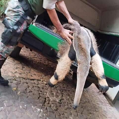 PMA resgata tamandu&aacute;-bandeira atropelado em Gl&oacute;ria de Dourados