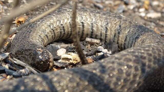 &Uacute;nico r&eacute;ptil exclusivo do Pantanal, cobra d&rsquo;&aacute;gua est&aacute; em risco de extin&ccedil;&atilde;o