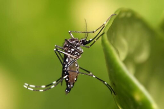 Mosquito Aedes aegypti pousado em uma folha e visto com uma lente de aproximação. (Foto: Arquivo/Fiocruz)