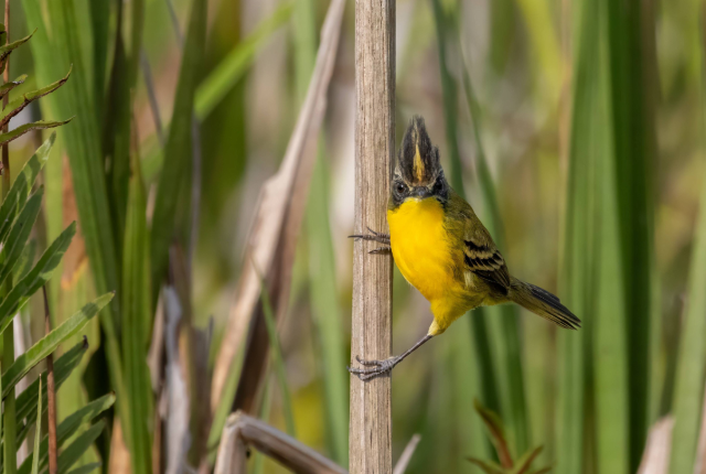 J&aacute; pensou em fazer intensiv&atilde;o na natureza e ver mais de 200 p&aacute;ssaros?