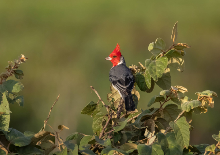 (Foto: Ebird/Alejandro Pinto)