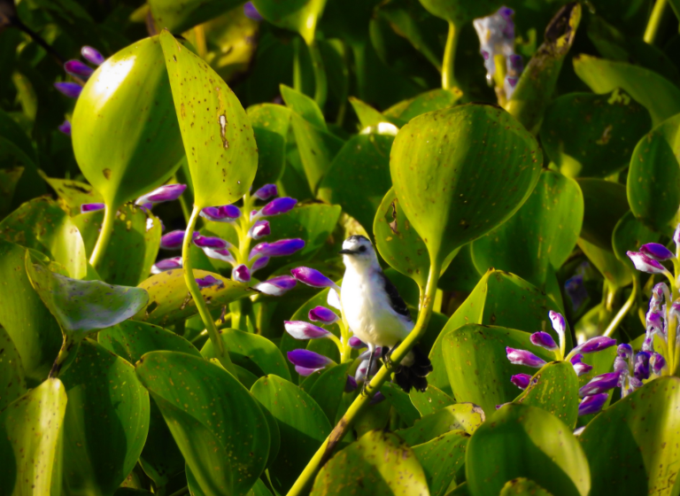 (Foto: Ebird/Alejandro Pinto)