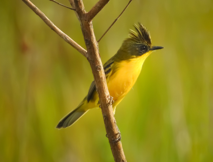 (Foto: Ebird/Alejandro Pinto)