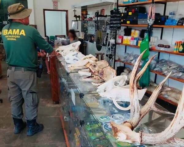 Ibama apreende cabe&ccedil;as de animais em exposi&ccedil;&atilde;o ilegal e multa loja em R$ 24 mil