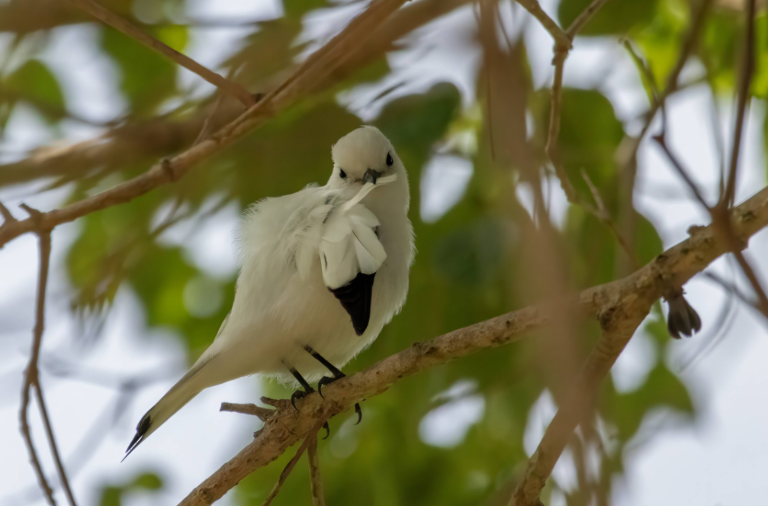 (Foto: Ebird/Alejandro Pinto)