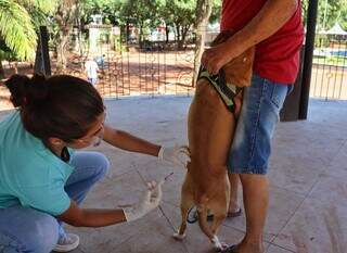 Dog foi vacinado durante mutirão na Praça Ary Coelho (Foto: Osmar Veiga)