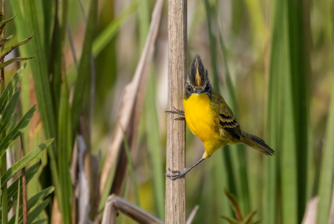 Já pensou em fazer intensivão na natureza e ver mais de 200 pássaros?