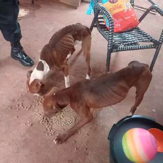 C&atilde;es s&atilde;o resgatados por maus-tratos e ganham lar tempor&aacute;rio 