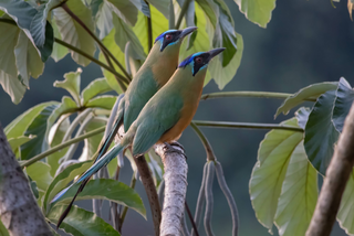 Udu-de-coroa-azul foi registrado em abril deste ano. (Foto: Ebird/Alejandro Pinto)