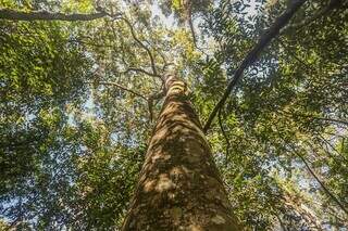 Árvore nativa do Cerrado, em Campo Grande, faz parte da paisagem de reservas com trilhas guiadas (Foto: Arquivo/Marcos Maluf)