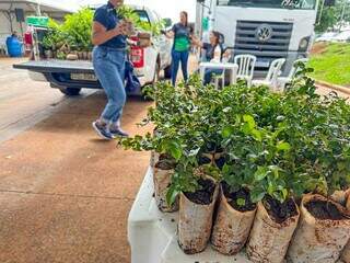 Muda de árvore frutifera sendo entregue durante a ação (Foto: Marcos Maluf)